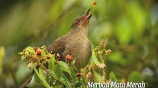 Download lagu Eksposisi Brunei Birds of Brunei Unggas 01... mp3