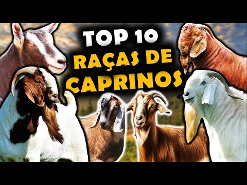 , title : 'AS 10 PRINCIPAIS RAÇAS DE CAPRINOS CRIADOS NO BRASIL - RAÇAS DE CAPRINOS USADOS NO BRASIL'