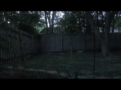Lightning bugs in the backyard