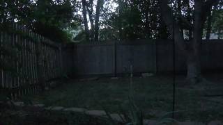 Lightning bugs in the backyard