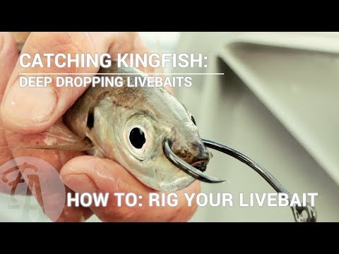 Catching Kingfish: How to rig a live bait - deep dropping or slow trolling