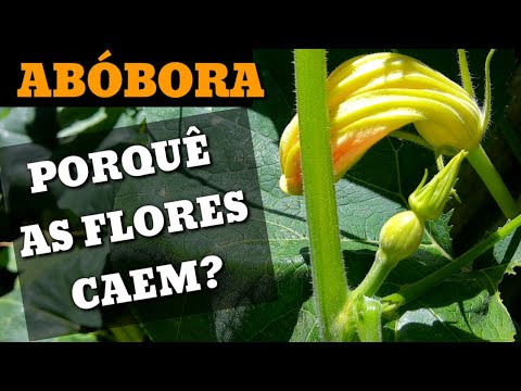 , title : 'Flor da abóbora o que fazer /  Fiori di zucca impanati'