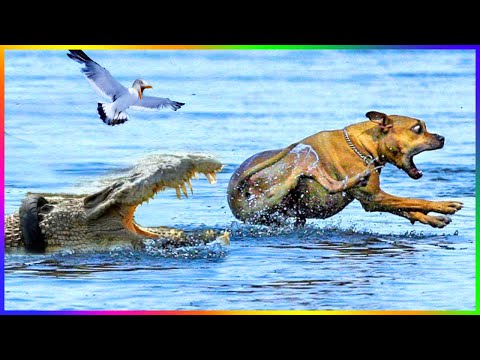 Funny Dog And Cat 😍🐶😻 Funniest Animals #149