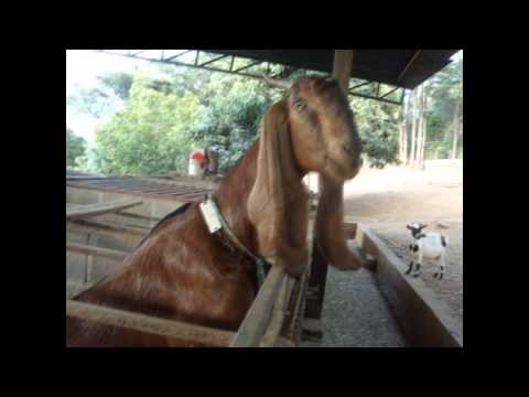 Somos Todos Animais video