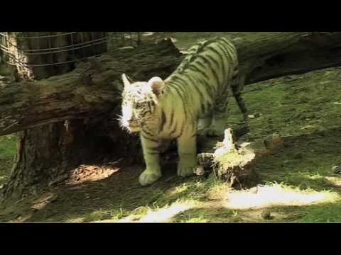 Zoo Parc de Beauval Les plus beaux animaux du monde