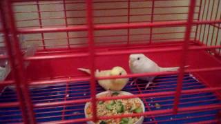 Can you tell me the difeference between male ánd female budgie birds