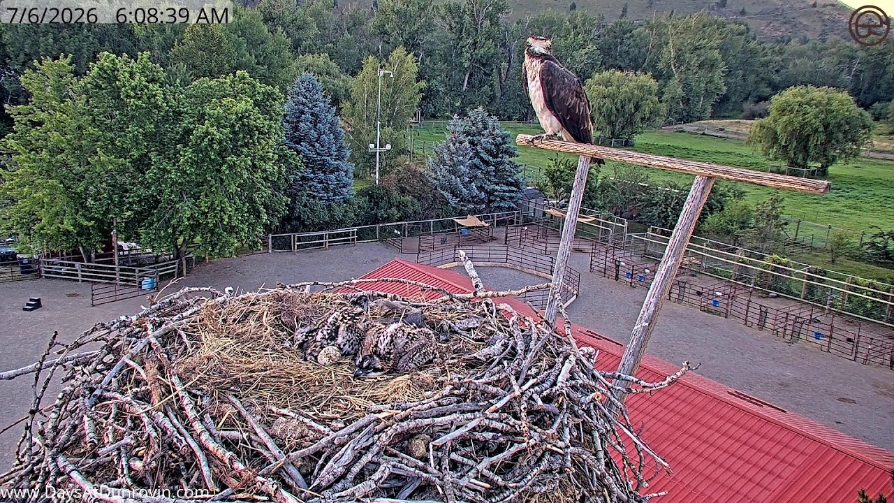 Live webcam view of Nido de Águila Pescadora en Dunrovin