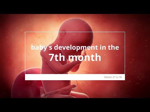 Baby's Development in Month 7 of Pregnancy | Fetal Growth and Development