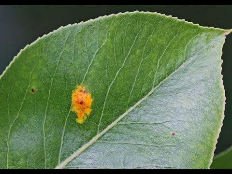 A Polysorb gyógyítja- e a pikkelysömör