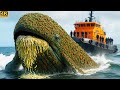 Rescue Team Saves Giant Greenland Right Whale Covered In Tunicates Worms And Algae