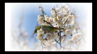 メジロの昼食会：白梅食堂へ