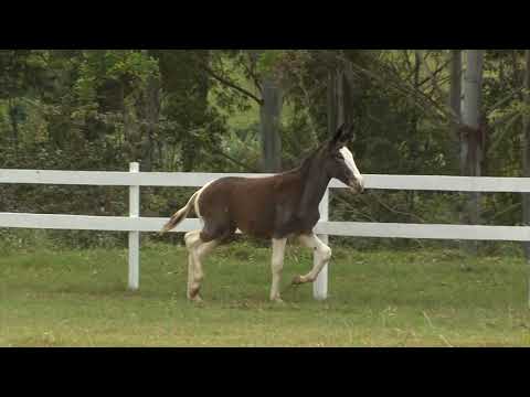 LOTE 07   RENA MANCHETE