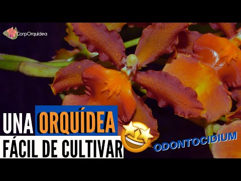 , title : '✨Preciosa Orquídea fácil de cultivar y mantener- Oncidium y Odontoglossum - SONIDOS TERRENALES'
