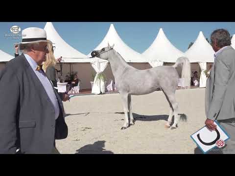 N 53 NOORAN AL KHALEDIAH   Prague 2020   Intercup   10 Years Old and Older Mares Class 9