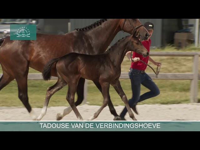 Tadouse van de Verbindingshoeve
