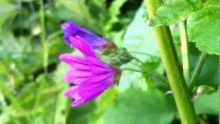 preview picture of video 'Common Large Mallow (Malva Sylvestris) - 2012-06-14'