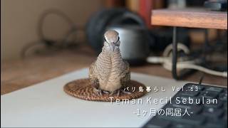 #63 1ヶ月の同居人 | Teman Kecil Sebulan / 小さな独立記念日