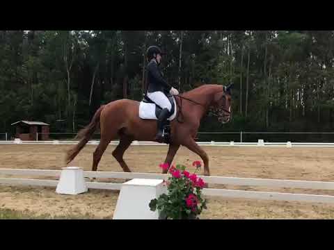 Dressurpferde DL5 18.05.24 Horka