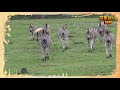 Serengeti Park Song