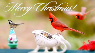 Merry Christmas 🐦 Birds for Cats to Watch 😺 | Uninterrupted Cat TV XMAS Special