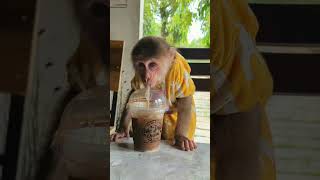 Download lagu cute monkey drinking coffee mp3 Download lagu cute monkey drinking coffee mp3