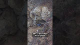 ハヤブサ営巣中  Peregrine Falcon　2026/04/28 早朝  #ハヤブサ  #peregrinefalcon #ranchopalosverdes #shorts