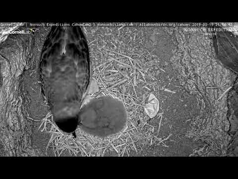 Adult Returns To Feed Chick On Cahow Cam 2 – March 19, 2019