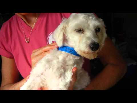 Oliver Skyes, an adopted Poodle in Houston, TX_image-1