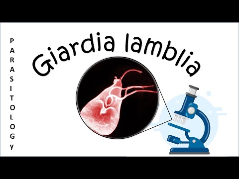 A giardia egy mikroszkóp