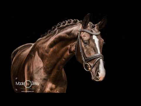 SOLD - Sir Donnerhall x Florestan - 2012 - 1.69m