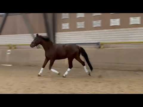 Wallach In my mind x Franziskus x Dormello geb 2021