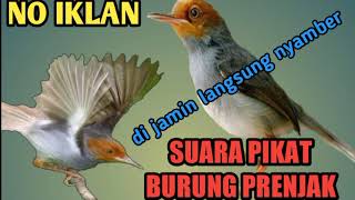 Download lagu 🔴suara pikat burung prenjak kepala merah paling ampuh mp3 Download lagu 🔴suara pikat burung prenjak kepala merah paling ampuh mp3