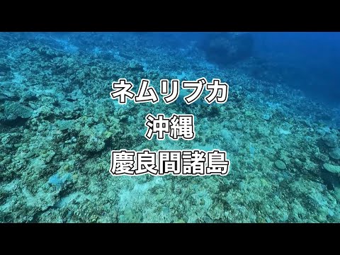 ネムリブカ（ホワイトチップリーフシャーク）慶良間／ディーズパルス沖縄