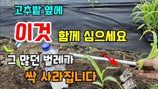 고추밭 옆에 꼭 이것도 함께 심으세요 그 많던 벌레가 싹 사라지고 고추가 주렁 주렁 달립니다  #벌레퇴치