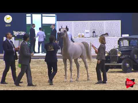 N.34 NAAEEM AL WAAB - SEWC 2019 - Yearling Colts (Class 4)