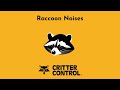 Raccoon Noises | What Sound Do Raccoons Make? | Raccoon Chattering