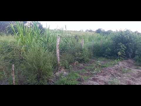 CAPIM MONBAÇA,  NO AGRESTE DA PARAÍBA  ! EM AREIAL AINDA APOSTANDO NAS CHUVAS DE AGOSTO DE 025 .