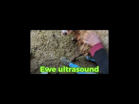 Ewe ultrasound #sheep #ewe #ultrasound #cow #dairyfarm #dairyfarming #sonography