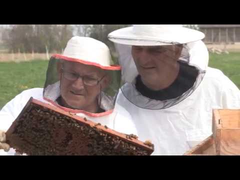 Boja meda ep.59 23.04.2019. -  Krečno leglo, kako se osloboditi viška kilograma uz pomoć meda...