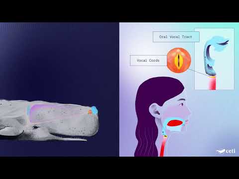 Whale Vowels Project CETI