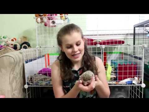 Hedgehog Wheels: Carolina Storm Review