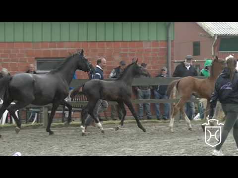 SL083 Hengstfohlen von I'm special de Muze - Diarado - Heraldik xx