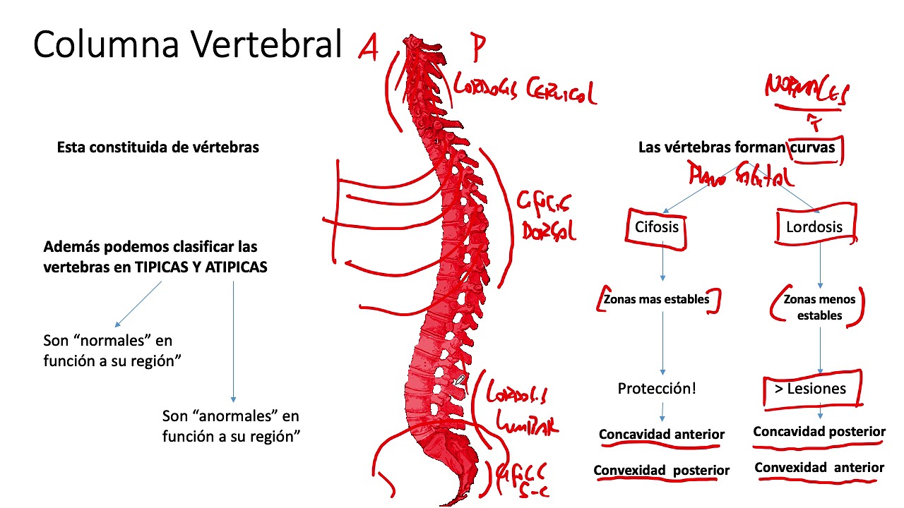 Generalidades de Columna Vertebral