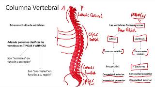 Generalidades de Columna Vertebral