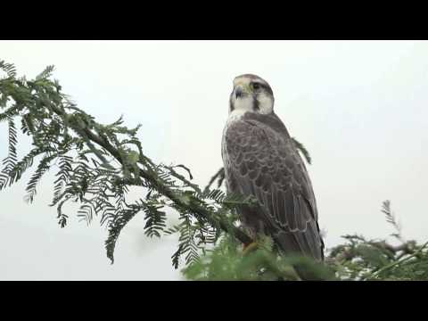 Laggar Falcon (Indian wildlife)