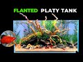 Platy Fish Tank Setup 2024 Step By Step Aquascape Tutorial