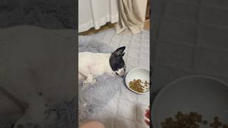 怠惰で甘えん坊なフレブル