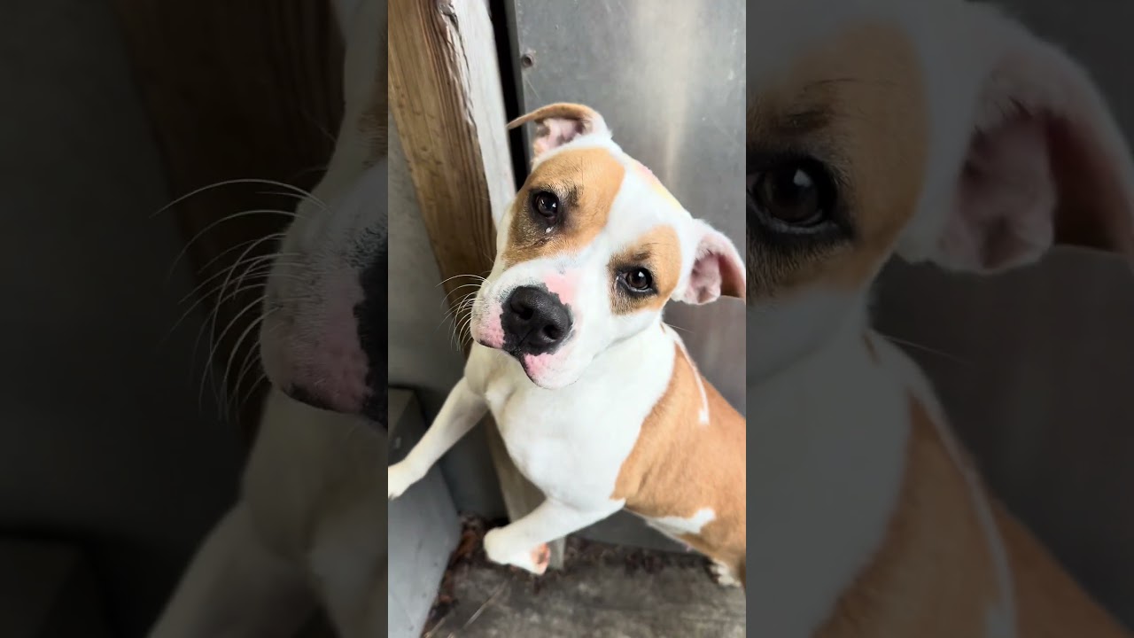 Enlarge Sticky Buns, a ADOPTABLE Pit Bull Terrier in Chicago, IL video 5/5