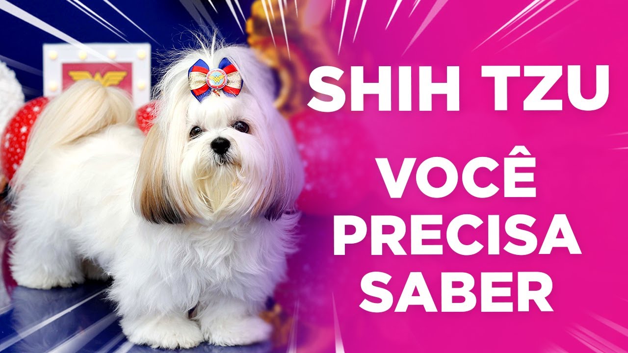 Não ADOTE ou COMPRE um SHIH TZU/ LHASA/ MALTÊS/ YORKSHIRE  antes de ver esse Vídeo!