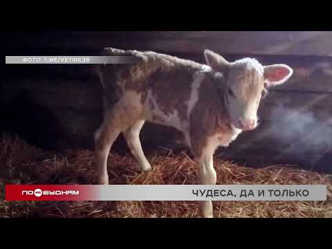 Трёхногий телёнок родился в Качуге